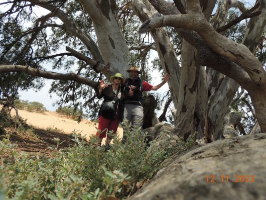 Red Gum in Perry Hills